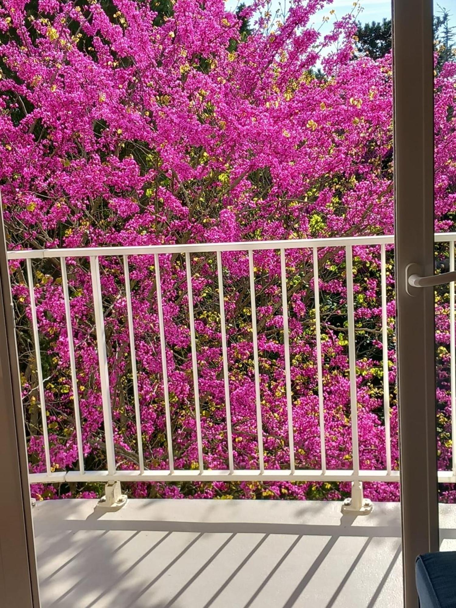 Pontaillac Metairie Apartment Royan